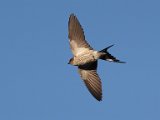 frieda 008  Groot streepswael in vlug - striped swallow : frieda